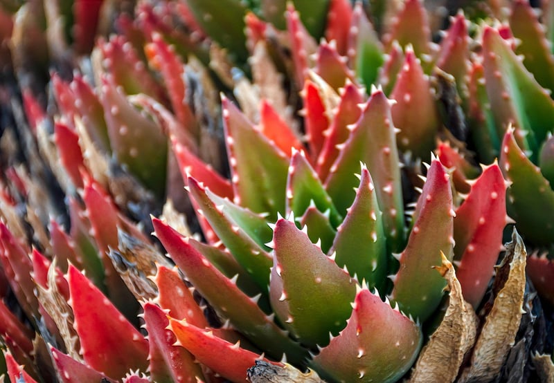 Succulents in pots